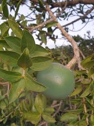 Image result for Strychnos pungens