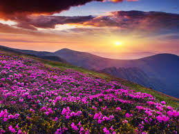 The entries start at 7 in the morning until 2 in the afternoon. A Walk Through Some Of India S Most Scenic Valley Of Flowers India Times Of India Travel