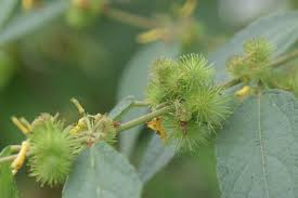 Image result for Triumfetta pilosa