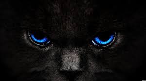 Black And Blue Eyes I See You Eyes Wallpaper Cat With Blue Eyes Black And Blue Wallpaper