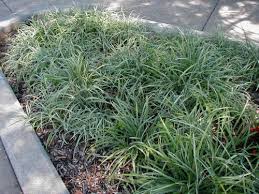 Image result for Lily Turf