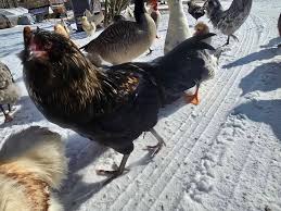 This chicken is confusing me. 11 months old