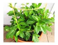 Longevity Spinach Gardening Workshop