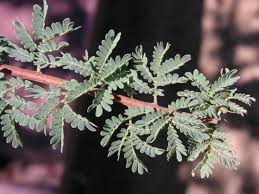 Image result for Catunaregam stenocarpa