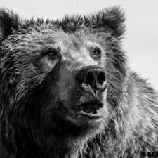 The brown bear ( ursus arctos ) is a creature of black & white. Black And White Images Bears Beyond