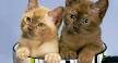 List of cat breeds - Wikipedia