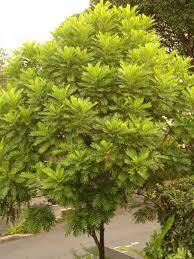 Image result for Filicium decipiens