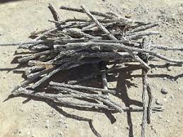 The chollas provide hiding places for shrimp after they molt or when they are feeling. 2lbs Of Organic Untreated Cholla Cactus Wood Ebay