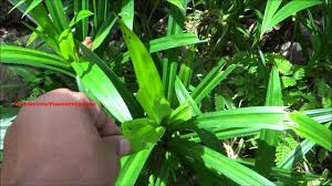 Dried pandan leaf leaves for flavoring extract pandanus tea natural cake aromatic & delicious. Biriyani Leaves Pandanus Amaryllifolius Pandan Leaves Plant Youtube