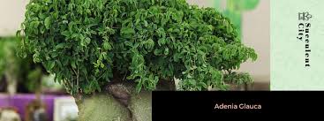 Image result for Adenia glauca