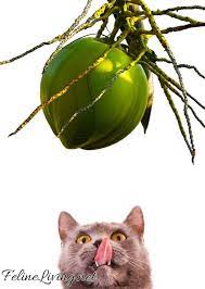 Can Cats Eat Coconut 9 Interesting Facts