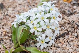 Image result for Tecophilaeaceae