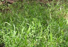 Image result for Steinchisma laxum