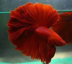 180 degree fullmoon betta :upto 180. Betta Fish Super Red Rose Tail Over Half Moon Ohm Male 15 Ebay Betta Fish Betta Red Roses
