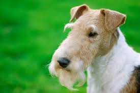 Image result for foxterier drsnosrstý