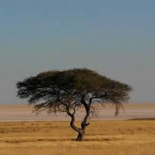 Image result for Colophospermum