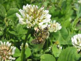 Wondering what type of flowers bees like? Here Is Why Bees Love The Beautiful Clover Beekeeping Basics