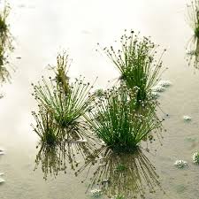 Image result for Eriocaulon bongense