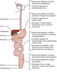 This Diagram Identifies The Functions Of Mechanical And Chemical Digestion And Absorptio Digestive System Anatomy Anatomy And Physiology Human Digestive System