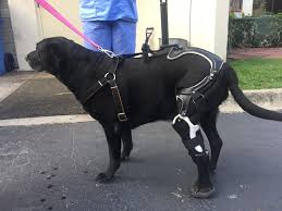 Prosthetic Leg Gives Injured Dog Maggie New Leash On Life Xpost R Pupliftingnews In 2020 Dog Leg Dog Pictures Prosthetic Leg