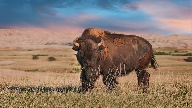 Badlands National Park | National Geographic Kids