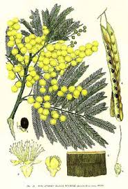 Image result for Acacia decurrens
