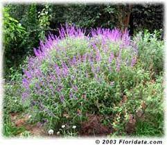 Mexican Bush Sage Continous Blooms Easy To Grow Butterflies Love It Full Sun Zone 9 Plant With Butterfly Bush A Plants Front Yard Plants Mexican Garden