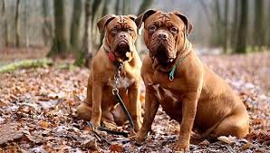 Hallo ende august erwarten wir einen wurf bordeaux dogge welpen. Bordeaux Dogge Was Sie Uber Den Gemutlichen Begleiter Wissen Sollten