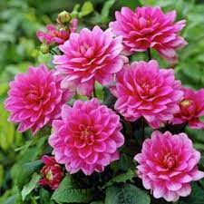 Dahlia Bluesette Dahlia Bulbs From American Meadows Bulb Flowers Flowers Dahlia