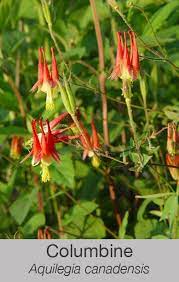 Tolerates deep shade.part of our pollinator buffet plant tag series. 30 Missouri Native Flowers For Bees And Butterflies Ideas Flowers Plants Native Plants