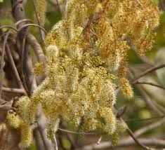 Image result for Combretum psidioides