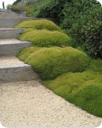 Groundcover Landscaping Ltd Scleranthus Biflorus Native Garden Landscape Design Garden Design