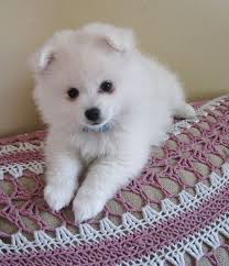 Black American Eskimo Dog Price Toy American Eskimo Dog Price Zoe Fans Blog Miniature American Eskimo American Eskimo Dog American Eskimo Puppy