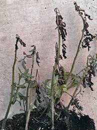 You can purchase nematode species specifically for killing slugs at your local gardening store. Root Knot Nematode Diagnosis Treatment Tastylandscapetastylandscape