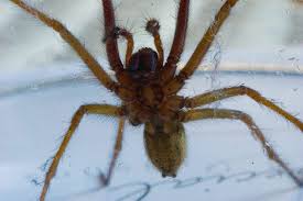 It does not eat human flesh, it has no venom at all, it does not jump over two feet high they do not kill camels, cows, or humans; Look Out These Camel Spiders Will Haunt Your Nightmares
