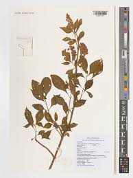Image result for Achyrospermum aethiopicum
