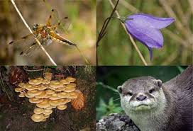 Biodiversity Kid S Corner Biodiversity What Is Biodiversity Biodiversity Conservation Biodiversity Nature