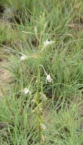 Image result for Eulophia hians