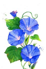 Pin By Helen Green On Drawing On Paper Watercolor Morning Glory Watercolor Flower Drawing Flower Painting Floral Watercolor