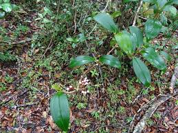 Image result for Dichaetanthera