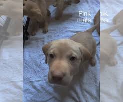 At colorado springs petsmart pet stores, you'll find essential pet supplies and services. Puppyfinder Com View Ad Photo 1 Of Listing Labrador Retriever Puppy For Sale Adn 270389 Colorado Colorado Springs Usa