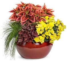 Image result for Isolepis sp.no.1