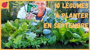 C'est l'un des meilleurs légumes à planter en été en raison de ses caractéristiques de culture. 10 Legumes A Planter En Septembre Au Potager Youtube