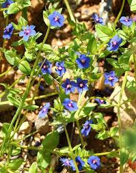 Image result for Anagallis