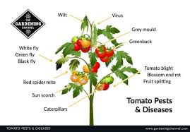 Insect and mite pests leafminers. How To Deal With Tomato Bugs And Diseases