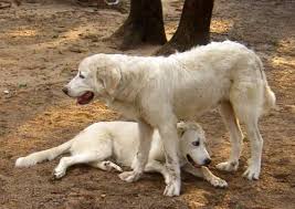 Smart, kind, and agile, it makes a perfect housemate for those looking to own a strong and large watchdog. Great Pyrenees Anatolian Shepherd Mixed Pups 4 Months Old For Sale In Bastrop Texas Classified Americanlisted Com