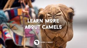 Jarrod has been writing about credit cards and. Learn More About Camels