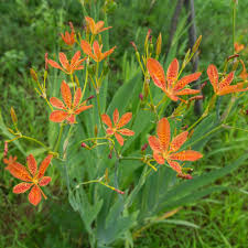 Check spelling or type a new query. Blackberry Lily Seeds Belamcanda Chinensis Flower Seed