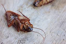 Try to keep those areas dry, especially at night when roaches feed. How To Keep Roaches Out Of Your House 5 Simple Tips That Work