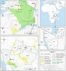 Image result for Blepharis swaziensis